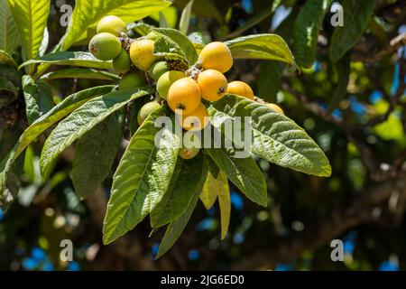 Die Früchte (Eriobotrya japonica) auf dem Baum. Die Früchte des Loquat auf dem Zweig mit den Blättern, heimisch wachsend Stockfoto
