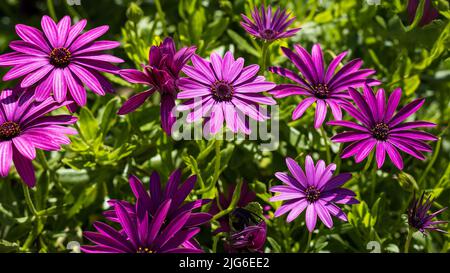 Lila Osteospermum fruticosum (afrikanische Gänseblümchen) im Sommer. Florale Tapete Hintergrund. Home Gartenarbeit, Gartenpflege Stockfoto