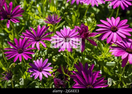 Lila Osteospermum fruticosum (afrikanische Gänseblümchen) im Sommer. Florale Tapete Hintergrund. Home Gartenarbeit, Gartenpflege Stockfoto