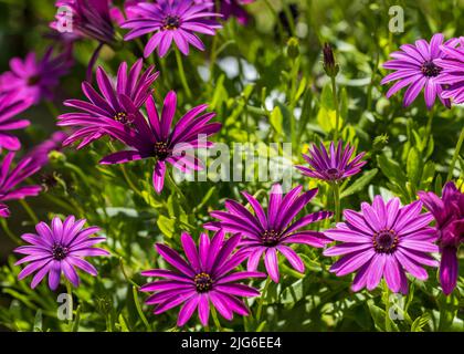 Lila Osteospermum fruticosum (afrikanische Gänseblümchen) im Sommer. Florale Tapete Hintergrund. Home Gartenarbeit, Gartenpflege Stockfoto