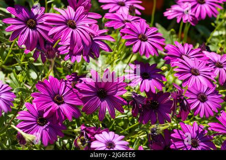 Lila Osteospermum fruticosum (afrikanische Gänseblümchen) im Sommer. Florale Tapete Hintergrund. Home Gartenarbeit, Gartenpflege Stockfoto