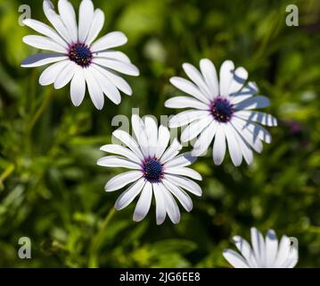 Osteospermum fruticosum (afrikanische Gänseblümchen) im Sommer. Florale Tapete Hintergrund. Home Gartenarbeit, Gartenpflege Stockfoto