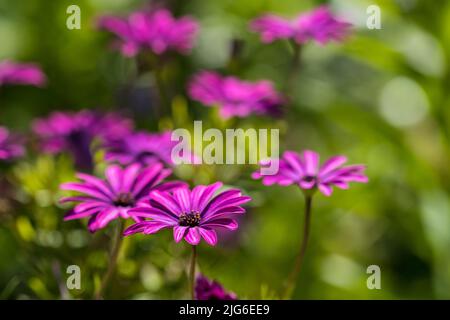 Lila Osteospermum fruticosum (afrikanische Gänseblümchen) im Sommer. Florale Tapete Hintergrund. Home Gartenarbeit, Gartenpflege Stockfoto