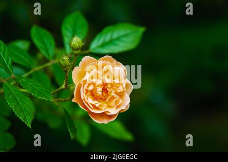 Blüte eines orange wandernden Rosenblütenbusches Stockfoto