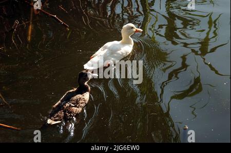 Eine Albino-Mallard-Ente schwimmt mit anderen Küken im Rückwasser, ganz anders als alle anderen Stockfoto