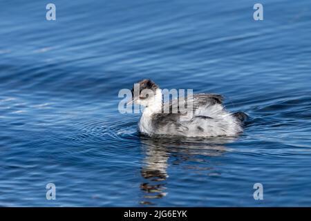 Ein silberner Grebe am Chungara-See im Lauca-Nationalpark auf dem hohen andenaltiplano im Nordosten Chiles. Seine Federn sind durch das Tauchen unter Wasser nass Stockfoto