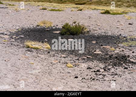 Kommunale Misthaufen einer Vicuna-Herde markieren ihr Territorium im Lauca-Nationalpark auf dem andenaltiplano in Chile. Stockfoto