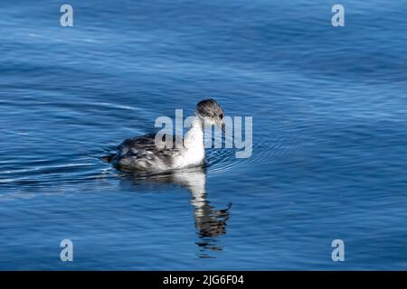 Ein silberner Grebe dreht sich um den Hals, bevor er am Chungara-See im Lauca-Nationalpark in Chile nach wirbellosen Wassertieren taucht. Stockfoto