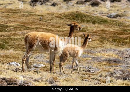 Eine Mutter und ein Baby Vicuna, Lama vicugna, im Lauca Nationalpark auf dem Hochandinen altiplano im Nordosten Chiles. Stockfoto