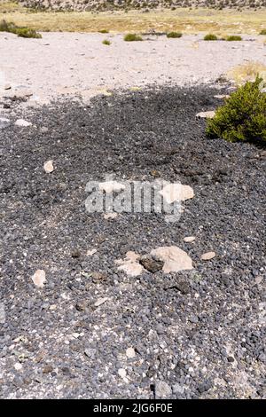 Kommunale Misthaufen einer Vicuna-Herde markieren ihr Territorium im Lauca-Nationalpark auf dem andenaltiplano in Chile. Stockfoto