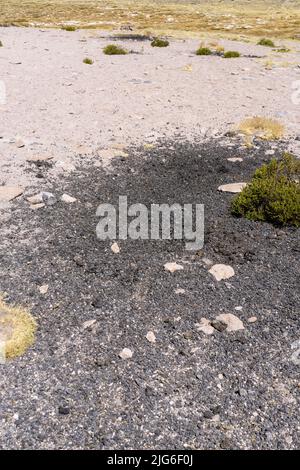 Kommunale Misthaufen einer Vicuna-Herde markieren ihr Territorium im Lauca-Nationalpark auf dem andenaltiplano in Chile. Stockfoto