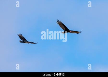 Zwei türkische Geier, Cathartes Aura, fliegen über den Nationalpark Pan de Azucar in Chile. Stockfoto