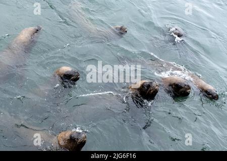 Südamerikanische Seelöwen, Otaria flavescens, warten am Fischerdock in Antofagasta, Chile, auf Fischreste. Stockfoto