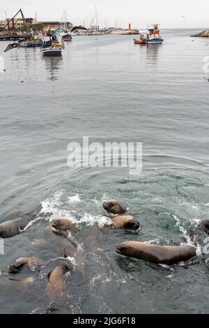 Südamerikanische Seelöwen, Otaria flavescens, warten am Fischerdock in Antofagasta, Chile, auf Fischreste. Stockfoto