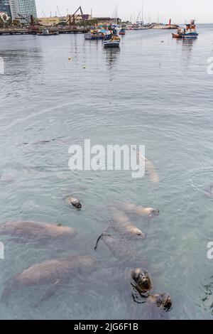 Südamerikanische Seelöwen, Otaria flavescens, warten am Fischerdock in Antofagasta, Chile, auf Fischreste. Stockfoto