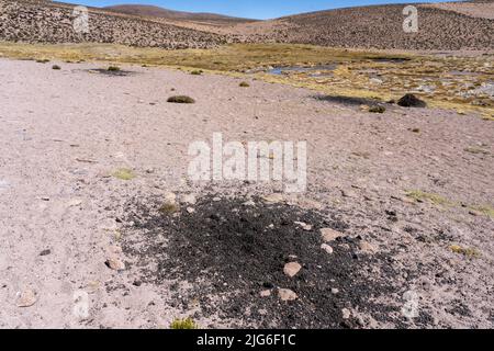 Mehrere kommunale Misthaufen einer Vicuna-Herde markieren ihr Territorium im Lauca-Nationalpark auf dem andenaltiplano in Chile. Stockfoto