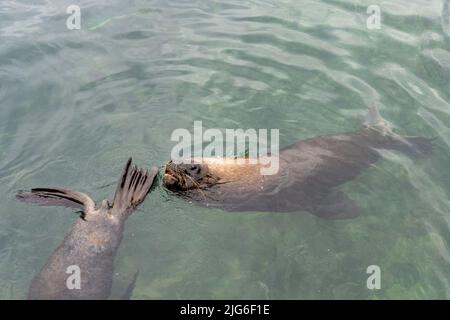 Südamerikanische Seelöwen, Otaria flavescens, warten am Fischerdock in Antofagasta, Chile, auf Fischreste. Stockfoto