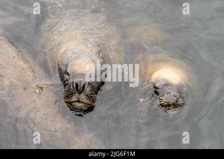 Südamerikanische Seelöwen, Otaria flavescens, warten am Fischerdock in Antofagasta, Chile, auf Fischreste. Stockfoto