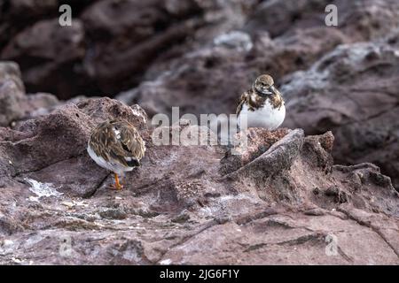 Zwei Ruddy Turnstones, Arenaria interpres, an der felsigen Pazifikküste bei Antofagasta, Chile. Stockfoto