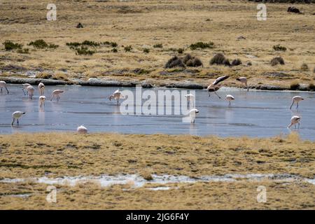 Eine Herde von James's Flamingos ernährt sich in einer Lagune auf dem andenaltiplano im Lauca Nationalpark im Nordosten Chiles. Ein Flamingo kommt an Land. Stockfoto
