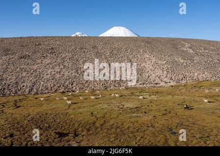 Eine gemischte Herde heimischer Alpakas und Lamas, die in einem Bofedal- oder Feuchtgebiet im Lauca-Nationalpark in Chile grasen. Die schneebedeckten Spitzen von Pamerape an Stockfoto