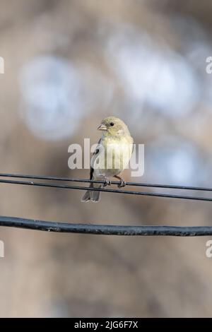 Eine weibliche Lesser Goldfink, Spinus psstria, thront auf einem Draht in Utah. Stockfoto