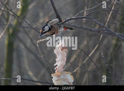 Specht auf einem Baum im Wald während der Fütterungszeit während des Tages hackt Fett Stockfoto