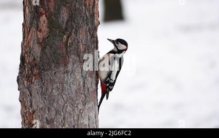 Specht auf einem Baum im Wald während der Fütterungszeit während des Tages Stockfoto
