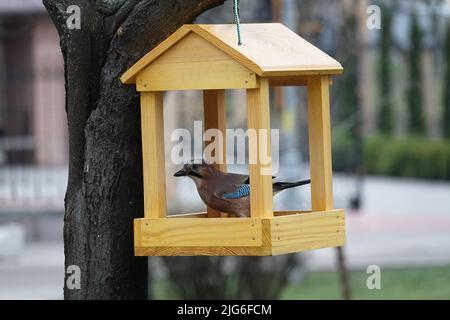 Während der Fütterung sitzt ein eichelhäher in einem Futterhäuschen auf einem Baum Stockfoto