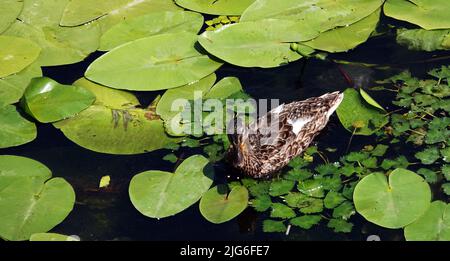 Eine Ente schwimmt in einem Bach zwischen Lilien und Blättern Stockfoto