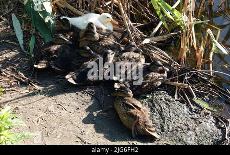 Eine Albino-Mallard-Ente, die sich in der Sonne sonnt, nachdem sie am Ufer mit anderen Küken gefüttert wurde - groß Stockfoto