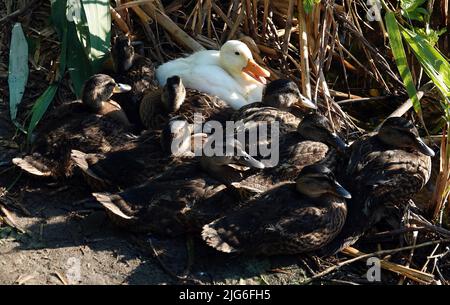 Eine Albino-Mallard-Ente, die sich in der Sonne sonnt, nachdem sie am Ufer mit anderen Küken gefüttert wurde - groß Stockfoto