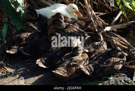 Eine Albino-Mallard-Ente, die sich in der Sonne sonnt, nachdem sie am Ufer mit anderen Küken gefüttert wurde - groß Stockfoto