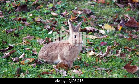 Hase frisst Gras auf der Wiese Stockfoto