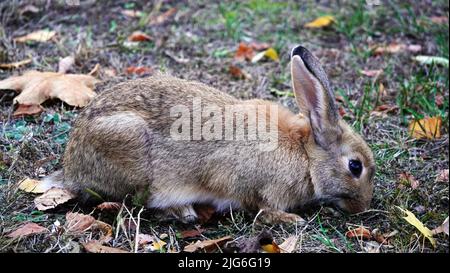 Hase frisst Gras auf der Wiese Stockfoto