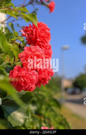 Rosa Rosen am blauen Himmel in Polen Stockfoto