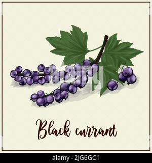 Karte mit Beeren. Schwarze Johannisbeere. Schwarze Johannisbeere gezeichnet. Vektorgrafik. Farm Beerenfarm. Exotische Beeren Stock Vektor