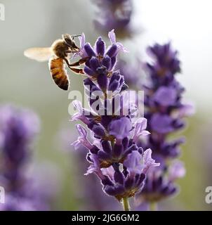 Berlin, Deutschland. 25.. Juni 2022. Berlin-Steglitz: Bienen und Hummeln im Lavendel (Bild: © Simone Kuhlmey/Pacific Press via ZUMA Press Wire) Stockfoto