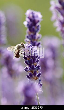 Berlin, Deutschland. 25.. Juni 2022. Berlin-Steglitz: Bienen und Hummeln im Lavendel (Bild: © Simone Kuhlmey/Pacific Press via ZUMA Press Wire) Stockfoto