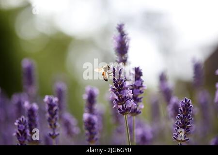 Berlin, Deutschland. 25.. Juni 2022. Berlin-Steglitz: Bienen und Hummeln im Lavendel (Bild: © Simone Kuhlmey/Pacific Press via ZUMA Press Wire) Stockfoto