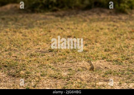 Indische Wüste jird oder gerbil oder Meriones hurrianae aus seinen Höhlen Fütterung Gras im Wald von indien asien Stockfoto