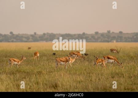 Gruppe oder Herde wilder Schwarzbock oder Antilope cervicapra oder indischer Antilopenfamilie in der natürlichen Graslandlandschaft des Blackbuck velavadar National Park Stockfoto