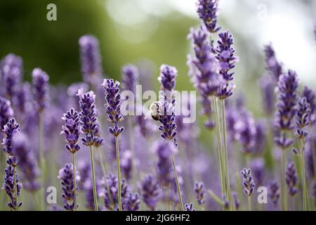 Berlin, Deutschland. 25.. Juni 2022. Berlin-Steglitz: Bienen und Hummeln im Lavendel (Bild: © Simone Kuhlmey/Pacific Press via ZUMA Press Wire) Stockfoto