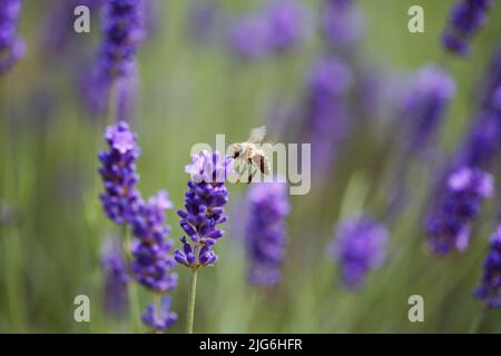 Berlin, Deutschland. 25.. Juni 2022. Berlin-Steglitz: Bienen und Hummeln im Lavendel (Bild: © Simone Kuhlmey/Pacific Press via ZUMA Press Wire) Stockfoto