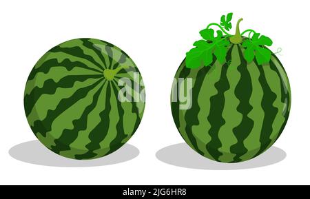Ganze reife Wassermelone. Herbsternte der Wassermelonen auf dem Bauernfeld. Cartoon-Vektor auf weißem Hintergrund isoliert Stock Vektor