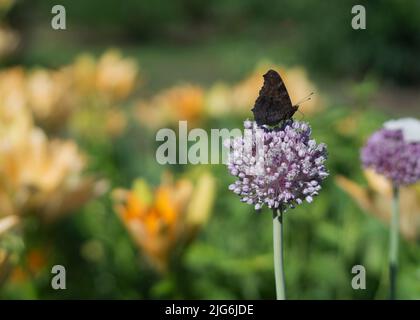 Ein Schmetterling sitzt auf einer Zwiebelblüte Stockfoto