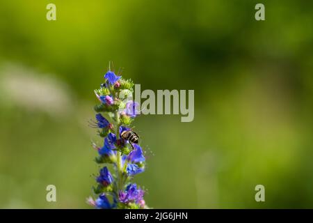 Eine Biene, die auf Nektar aus einem Echium vulgare schürfend ist. Blühende Wiese im sonnigen Sommertag. Echium vulgare, wunderschöne Wildblumen. Sommer Blumen Hintergrund, Stockfoto