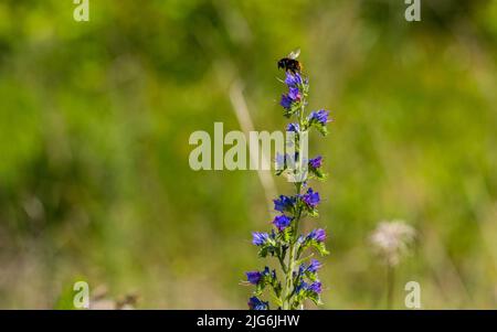 Eine Hummel, die auf Nektar aus einem Echium vulgare fastert. Blühende Wiese im sonnigen Sommertag. Echium vulgare, wunderschöne Wildblumen. Sommerrückendruck mit Blumenmuster Stockfoto