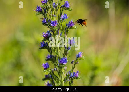 Eine Hummel, die auf Nektar aus einem Echium vulgare fastert. Blühende Wiese im sonnigen Sommertag. Echium vulgare, wunderschöne Wildblumen. Sommerrückendruck mit Blumenmuster Stockfoto