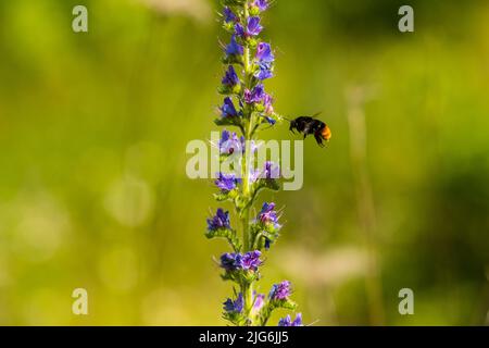 Eine Hummel, die auf Nektar aus einem Echium vulgare fastert. Blühende Wiese im sonnigen Sommertag. Echium vulgare, wunderschöne Wildblumen. Sommerrückendruck mit Blumenmuster Stockfoto